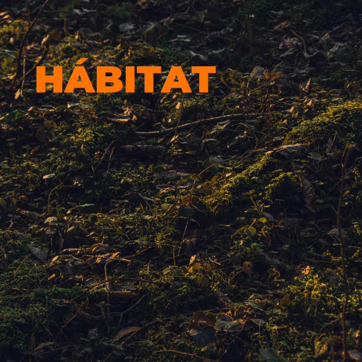 microorganismos en suelo