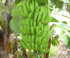cultivo plátano