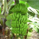 cultivo plátano