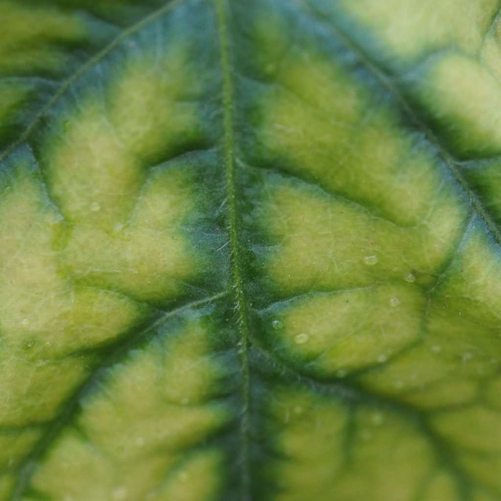 Calcio en plantas y cultivos