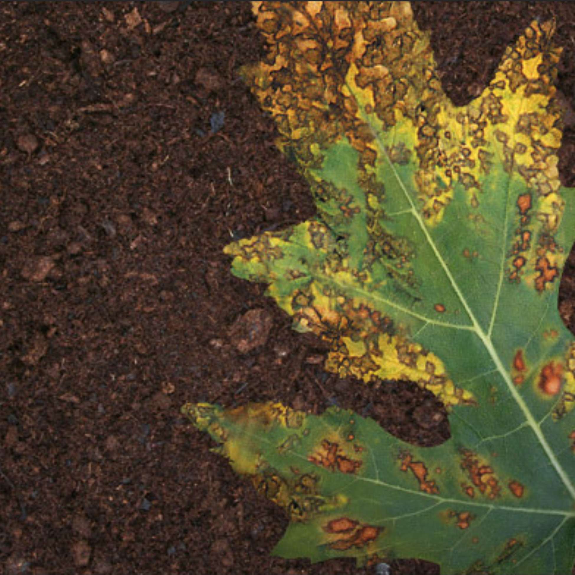 Identificar La Carencia De Nutrientes En Plantas identificar-la-carencia-de-nutrientes-en-plantas